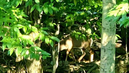 Supermarket «Weis Markets», reviews and photos, 1199 Texas Palmyra Hwy, Honesdale, PA 18431, USA