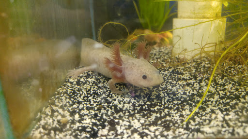 Pet Store «Fins Feathers Paws & Claws», reviews and photos, 436 Main St, Harleysville, PA 19438, USA