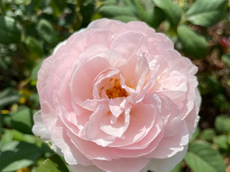 Mary Ann Sears Swetland Rose Garden