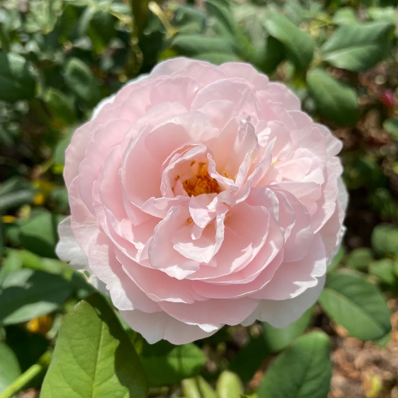 Mary Ann Sears Swetland Rose Garden
