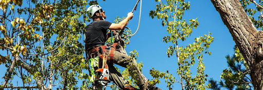 EastCo Tree Care - Tree Trimming Hawaiian Gardens CA, Tree Removal, Palm Tree Removal, Branch Cutting, Tree Branch Cutting