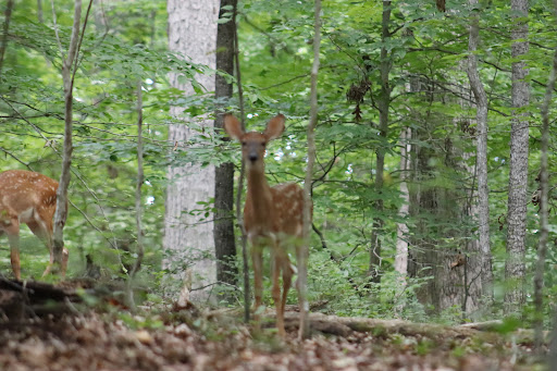 Nature Preserve «Piedmont Environmental Center», reviews and photos, 1220 Penny Rd, High Point, NC 27265, USA