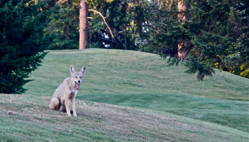 Golf Course «RedTail Golf Center», reviews and photos, 8200 SW Scholls Ferry Rd, Beaverton, OR 97008, USA