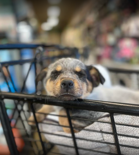 Pet Store «Choice Pet Market», reviews and photos, 4719 N 20th St A30, Phoenix, AZ 85016, USA