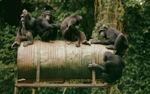 Parc de la Méfou (Ape Action Africa) image