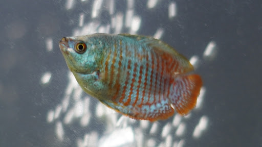 Pet Supply Store «Petco Animal Supplies», reviews and photos, 5925 US-6, Portage, IN 46368, USA