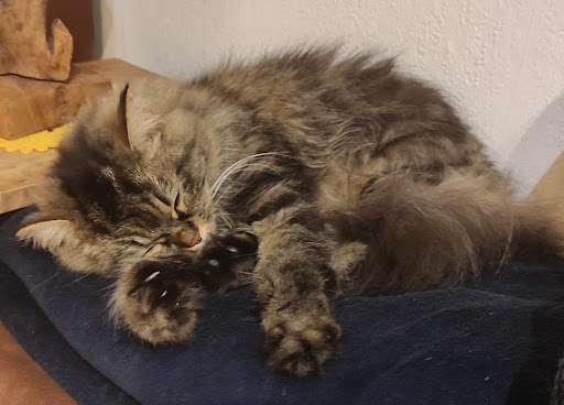 Dr. Emma Szemes Tierarztpraxis unter Mühlacker, Baden Württemberg