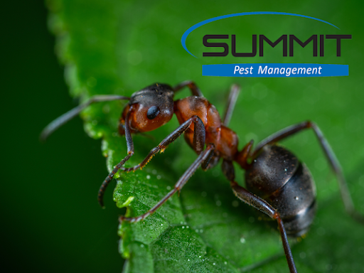Summit Pest Management