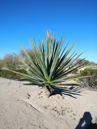 Golf Course «The 500 Club», reviews and photos, 4707 W Pinnacle Peak Rd, Glendale, AZ 85310, USA