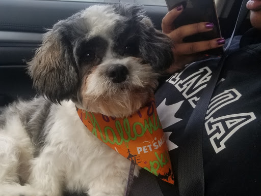 Pet Supply Store «PetSmart», reviews and photos, 1600 Marcus Ave, New Hyde Park, NY 11040, USA