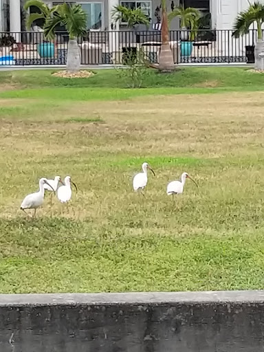 Private Golf Course «Pasadena Yacht & Country Club», reviews and photos, 6300 Pasadena Point Blvd S, Gulfport, FL 33707, USA