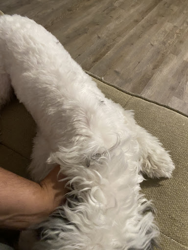 Pet Supply Store «PetSmart», reviews and photos, 2477 Naglee Rd, Tracy, CA 95304, USA