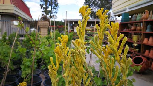 Grocery Store «Diamond Fresh Farmers Market», reviews and photos, 21168 Golden Springs Dr, Walnut, CA 91789, USA