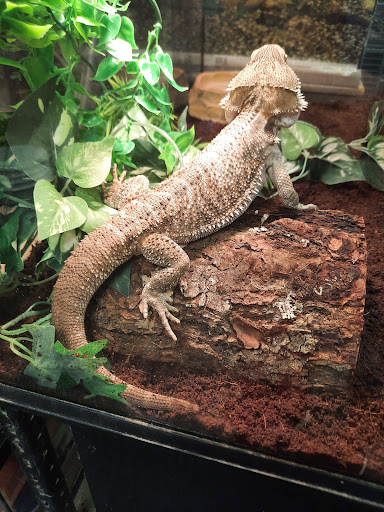 Pet Store «Pet Zone», reviews and photos, 8925 Jewella Ave #4, Shreveport, LA 71118, USA