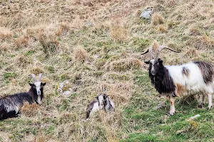 Wild Goat Park image