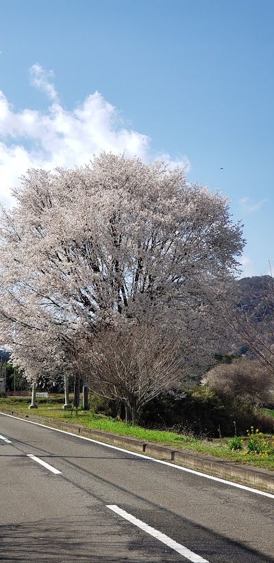 新里の山桜