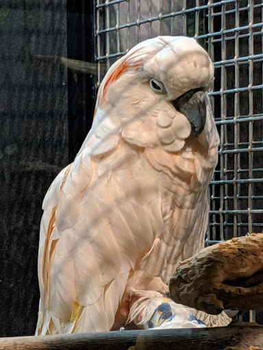 Zoo «Lake Superior Zoo», reviews and photos, 7210 Fremont St, Duluth, MN 55807, USA