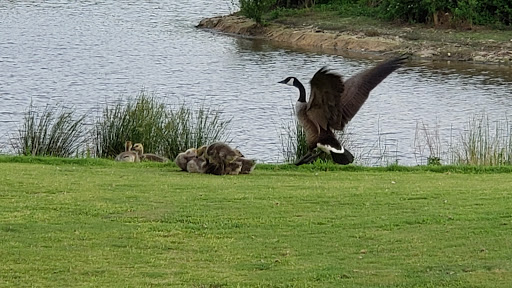 Golf Course «Paint Branch Golf Course», reviews and photos, 4690 University Blvd E, College Park, MD 20740, USA