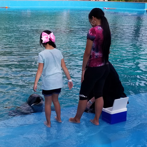 Hotel «The Mirage», reviews and photos, 3400 S Las Vegas Blvd, Las Vegas, NV 89109, USA