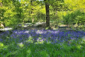 King's Wood image