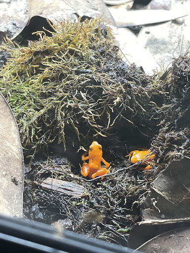 Reptile Store «Reptile Pets Direct», reviews and photos, 8088 Pat Booker Rd, Live Oak, TX 78233, USA