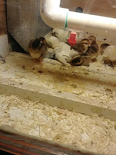 Pet Supply Store «Bradshaw Feed & Pet Supply», reviews and photos, 7285 Bradshaw Rd, Sacramento, CA 95829, USA