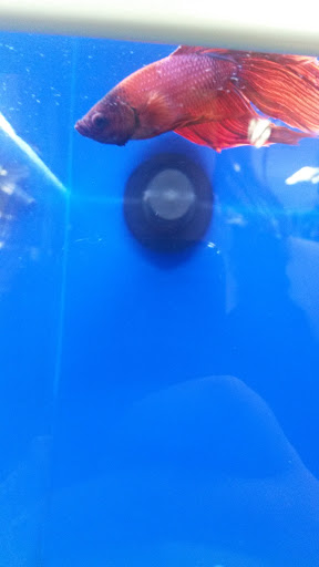 Pet Supply Store «Pet Supermarket», reviews and photos, 2090 E Arapaho Rd, Richardson, TX 75081, USA