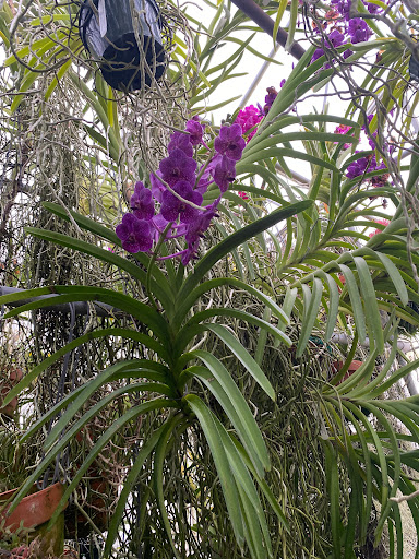 Florist «Floradise Orchids», reviews and photos, 19154 James Madison Hwy, Gordonsville, VA 22942, USA