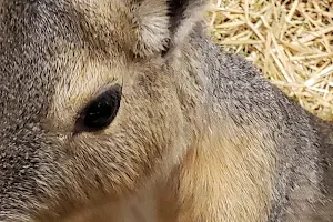 Cool Zoo Wildlife Center image