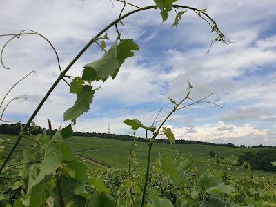 Champagne Jean-Marie Massonnot à Coulommes-la-Montagne