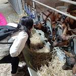 Photo n°1 de l'avis de davide.u fait le 02/01/2024 à 06:27 sur le  Alloggio del Contadino à Busteggia