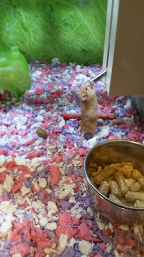 Pet Supply Store «PetSmart», reviews and photos, 3500 IN-38, Lafayette, IN 47905, USA