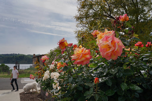 Dog Park «Mt. Airy Dog Park», reviews and photos, 3006 Westwood Northern Blvd, Cincinnati, OH 45211, USA