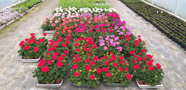 Ogrodnictwo - Elbląg