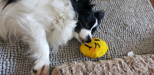 Pet Supply Store «Dog Gone Holistic-SouthShore», reviews and photos, 13131 US-301, Riverview, FL 33578, USA