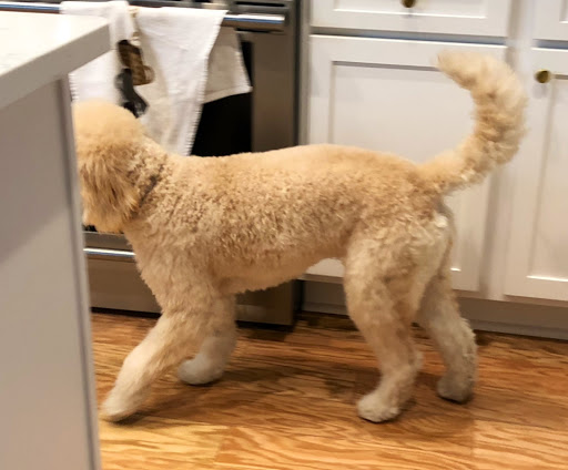 Pet Groomer «Luba`s Pet Grooming Studio», reviews and photos, 2782 Park St, Jacksonville, FL 32205, USA