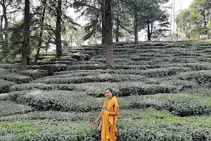Palampur Tea Gardens image