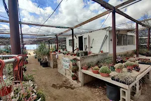 Mariscal Cactus & Succulents, Inc. image