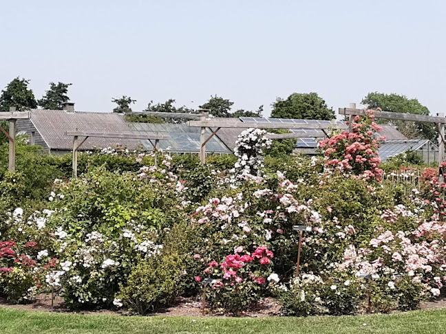 Comentarii opinii despre Lens Roses