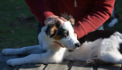 Dr Agnès Beaufils - Ostéopathe Vétérinaire équin et canin sur Quimper, Brest et Finistère à Le Faou