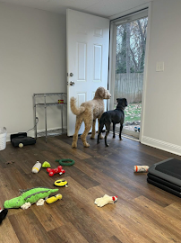 Lydia Baird Dog Training - Photo 7 - Car repair in Charlotte, NC, Charlotte