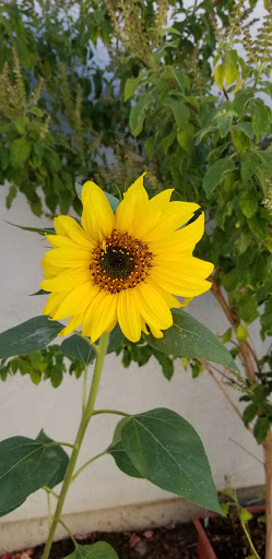 Day Care Center «Komal’s Licensed Daycare», reviews and photos, 5457 Sunstar Common, Fremont, CA 94555, USA