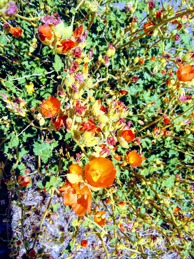 Supermarket «ALDI», reviews and photos, 15080 Summit Ave, Fontana, CA 92336, USA