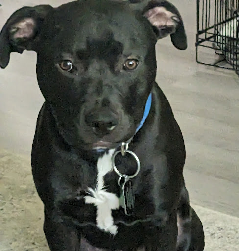 Sit and Stay Pet Resort