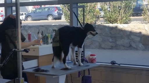 Pet Supply Store «Petco Animal Supplies», reviews and photos, 5994 Montana Ave, El Paso, TX 79925, USA