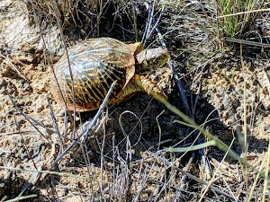 Oasis State Park - photo 10