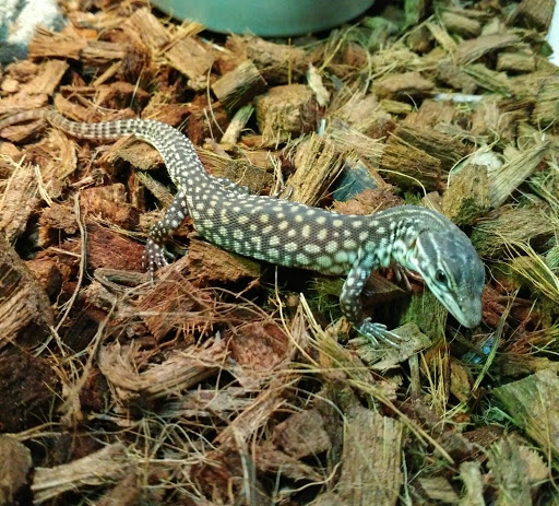 Pet Store «Gills And Thrills Pet Shop», reviews and photos, 204 E 8th St, Lockport, IL 60441, USA