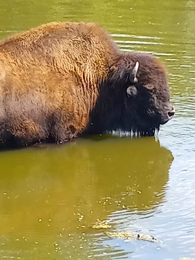 Zoo «NEW Zoo & Adventure Park», reviews and photos, 4378 Reforestation Rd, Green Bay, WI 54313, USA