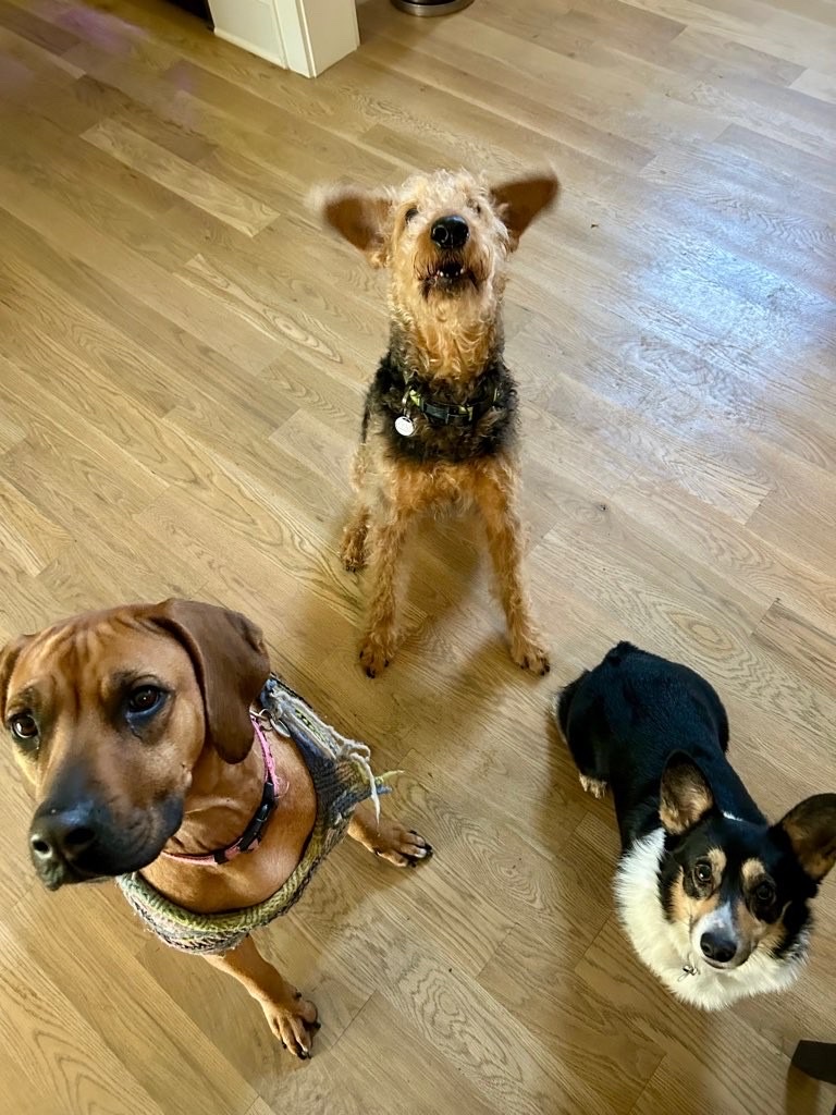 Prefurred Pets Nashville, LLC