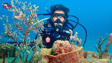 Cartagena Divers Centro De Buceo PADI 5 Estrellas